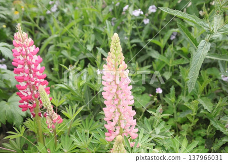 羽扇豆 羽扇豆 137966031