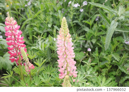 Lupine Lupine 137966032
