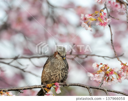 Brown-eared bulbulous on a branch of cherry blossoms Brown-eared bulbulous on a branch of cherry blossoms 137966058