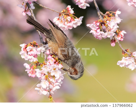 Brown-eared bulbulous on a branch of cherry blossoms Brown-eared bulbulous on a branch of cherry blossoms 137966062