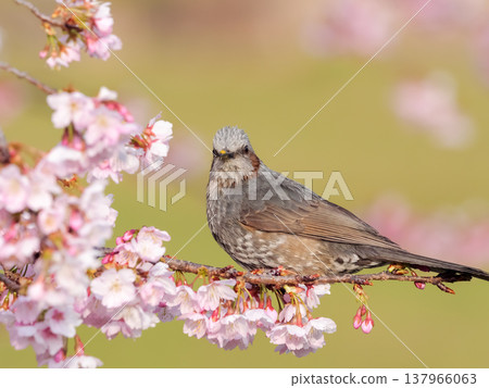 Brown-eared bulbulous on a branch of cherry blossoms Brown-eared bulbulous on a branch of cherry blossoms 137966063