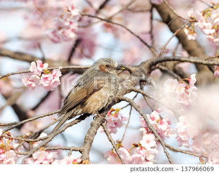 Brown-eared bulbulous on a branch of cherry blossoms 137966069
