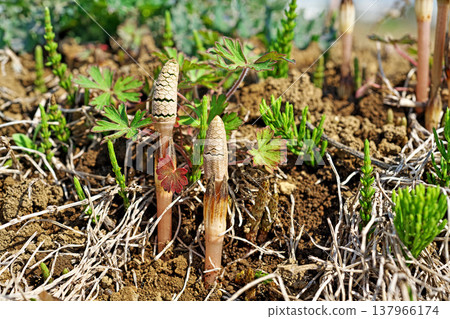 As the weather warms up, horsetails begin to emerge (spring, March). As the weather warms up, horsetails begin to emerge (spring, March). 137966174