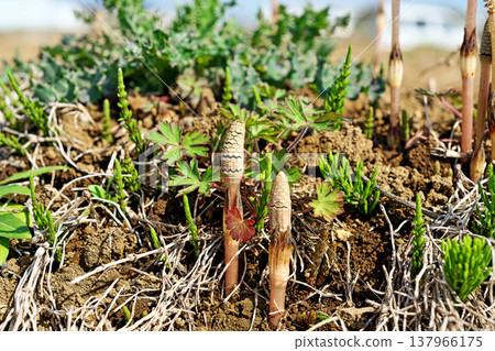 As the weather warms up, horsetails begin to emerge (spring, March). 137966175