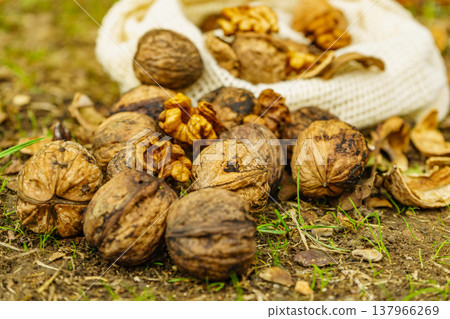 Walnut whole and kernels outdoors on ground. Walnut whole and kernels outdoors on ground. 137966269
