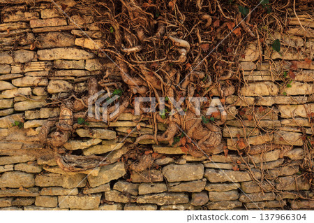 Old stone wall with root tree Old stone wall with root tree 137966304