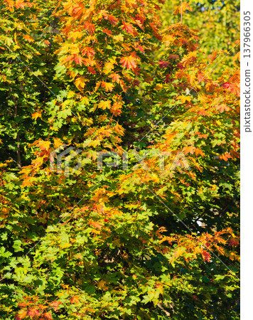 Fall trees yellow orange leaves nature background Fall trees yellow orange leaves nature background 137966305