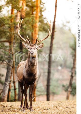 Red deer stag in autumn fall forest Red deer stag in autumn fall forest 137966307
