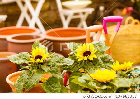 Closeup of beautiful yellow flowers, sunflowers Closeup of beautiful yellow flowers, sunflowers 137966315