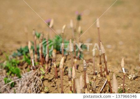 As the weather warms up, horsetails begin to emerge (spring, March). As the weather warms up, horsetails begin to emerge (spring, March). 137966346