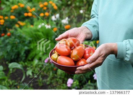 Harvesting fresh tomatoes and enjoying a bountiful garden in summer 137966377