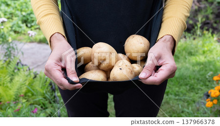 Hands holding freshly harvested potatoes in a garden setting, showcasing the bounty of the earth during the growing season 137966378