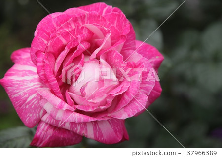 rose rose 137966389