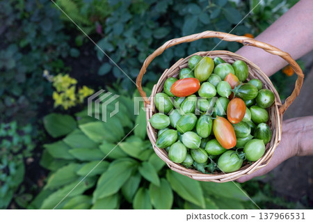 box with harvest of fresh organic bright vegetables on green grass close-up, tomatoes and peppers, carrots and beets 137966531