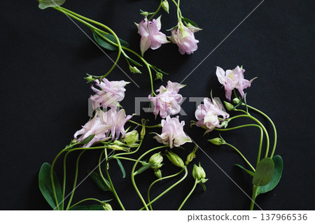 Delicate pink flowers surround a blank card on a black surface in a calm setting Delicate pink flowers surround a blank card on a black surface in a calm setting 137966536