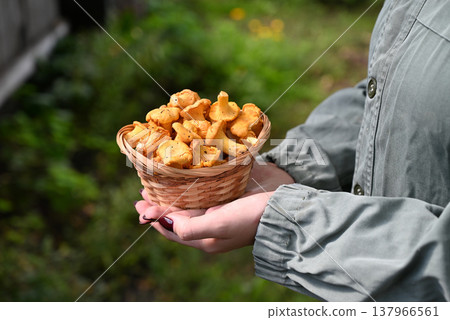 Fresh chanterelle mushrooms in basket on white wooden background 137966561