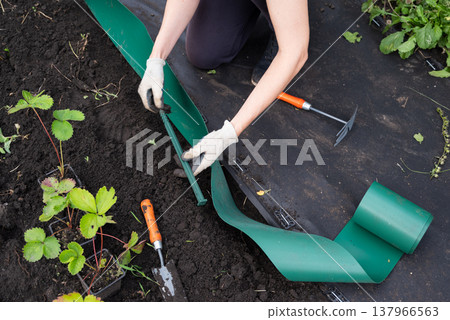 A woman puts a plastic curb on the garden bed as a fence. 137966563