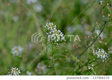 Penpengusa 137966570