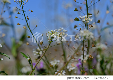 Penpengusa 137966578