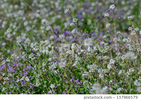 Penpengusa 137966579