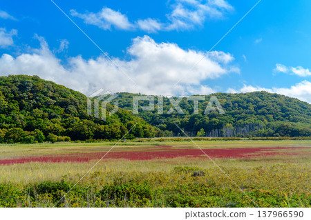 秋色斑斕的珊瑚草和美麗的自然風光遍布北海道東部的鹽沼。 秋色斑斕的珊瑚草和美麗的自然風光遍布北海道東部的鹽沼。 137966590