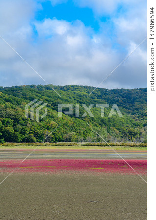 秋色斑斕的珊瑚草和美麗的自然風光遍布北海道東部的鹽沼。 秋色斑斕的珊瑚草和美麗的自然風光遍布北海道東部的鹽沼。 137966594
