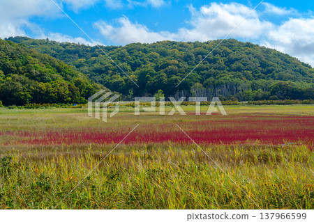 Autumn-colored coral grass and beautiful natural scenery spreading across the salt marshes of eastern Hokkaido. Autumn-colored coral grass and beautiful natural scenery spreading across the salt marshes of eastern Hokkaido. 137966599