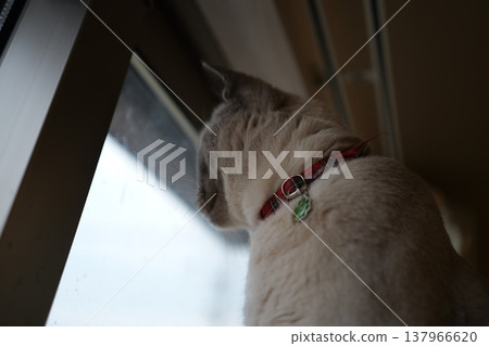 俄羅斯藍在家放鬆 俄羅斯藍在家放鬆 137966620