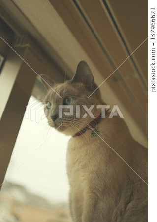 俄羅斯藍在家放鬆 俄羅斯藍在家放鬆 137966621