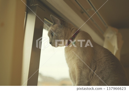 俄羅斯藍在家放鬆 俄羅斯藍在家放鬆 137966623