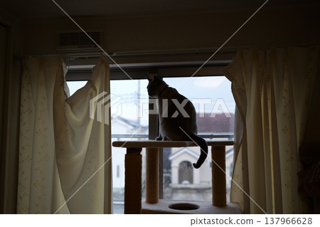 Russian Blue relaxing at home Russian Blue relaxing at home 137966628