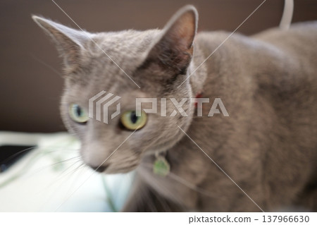 俄羅斯藍在家放鬆 137966630