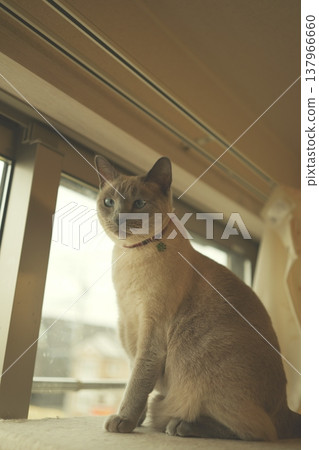 Russian Blue relaxing at home Russian Blue relaxing at home 137966660