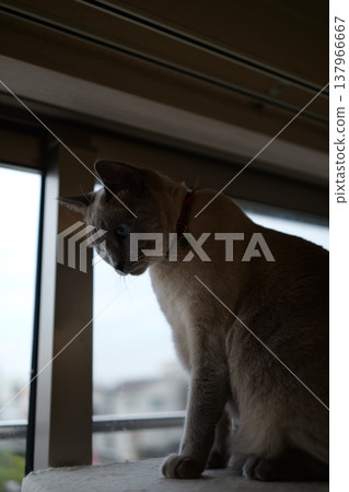 俄羅斯藍在家放鬆 俄羅斯藍在家放鬆 137966667