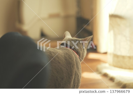 俄羅斯藍在家放鬆 137966679