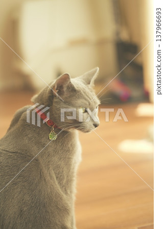 俄羅斯藍在家放鬆 俄羅斯藍在家放鬆 137966693