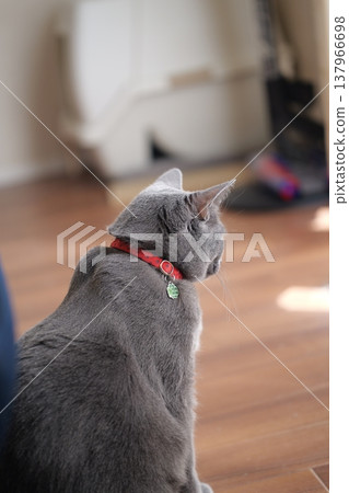俄羅斯藍在家放鬆 137966698