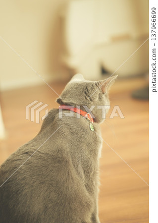 俄羅斯藍在家放鬆 137966699