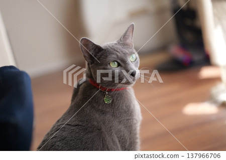 Russian Blue relaxing at home Russian Blue relaxing at home 137966706
