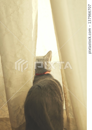 Russian Blue relaxing at home Russian Blue relaxing at home 137966707
