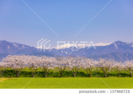 With a blue sky and snow-capped mountains in the background, a vibrant green field and rows of cherry trees in full bloom. With a blue sky and snow-capped mountains in the background, a vibrant green field and rows of cherry trees in full bloom. 137966728