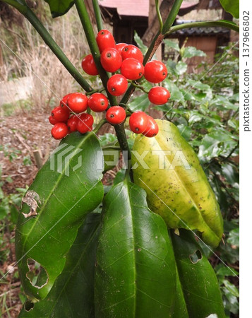 青木果在早春成熟 137966802