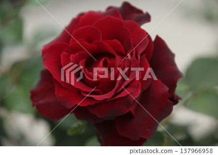 紅色的 紅色的 137966958