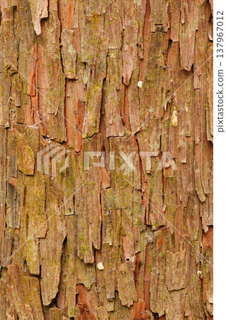 Uneven cedar wood grain Uneven cedar wood grain 137967012