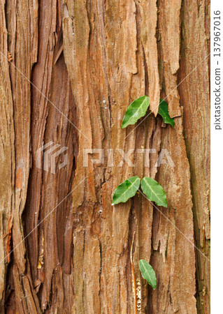 New shoots of ivy growing on a tree trunk New shoots of ivy growing on a tree trunk 137967016