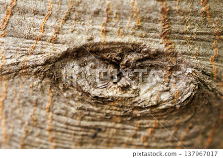 knots in old trees knots in old trees 137967017