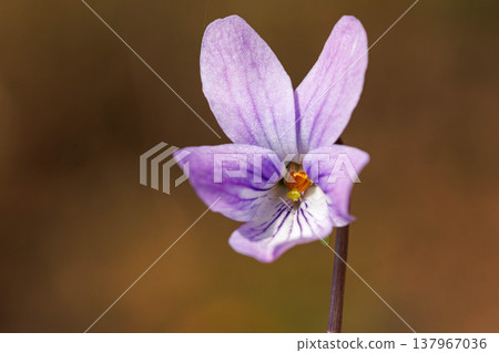 Violets blooming in a spring field Violets blooming in a spring field 137967036