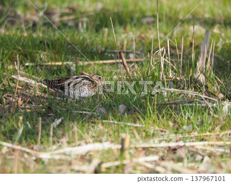 A snipe walking on the ground 137967101