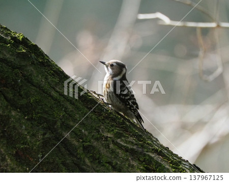 Kogera stopping on the branches of the tree Kogera stopping on the branches of the tree 137967125