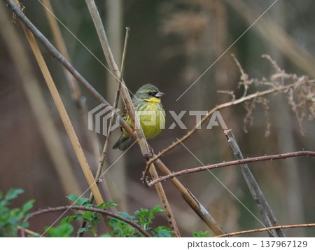 藍尾樹枝 藍尾樹枝 137967129